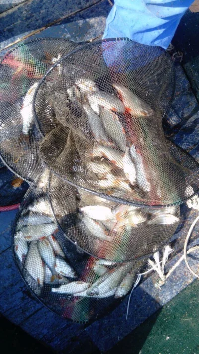 bourriche de la pêche à la perle