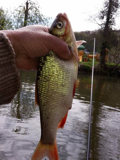 Gros gardon de pêche à la perle