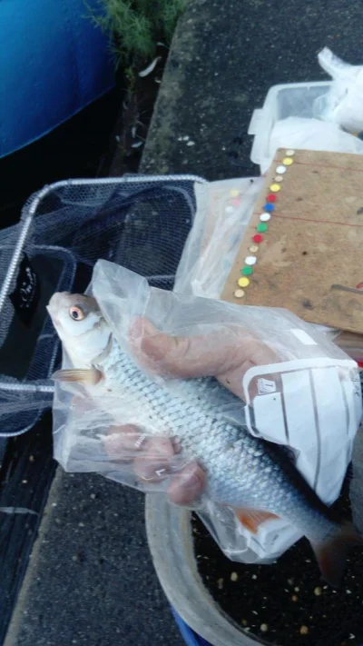 Magnifique gardon de 28 cm à la pêche à la perle
