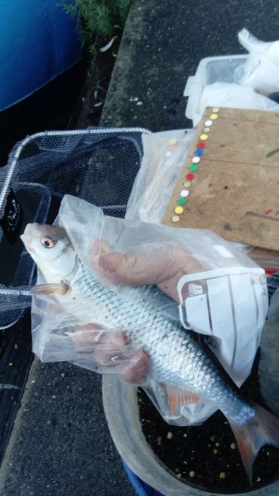Magnifique gardon de 28 cm à la pêche à la perle