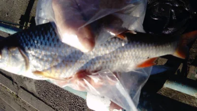 Magnifique gardon de 32 cm à la pêche à la perle