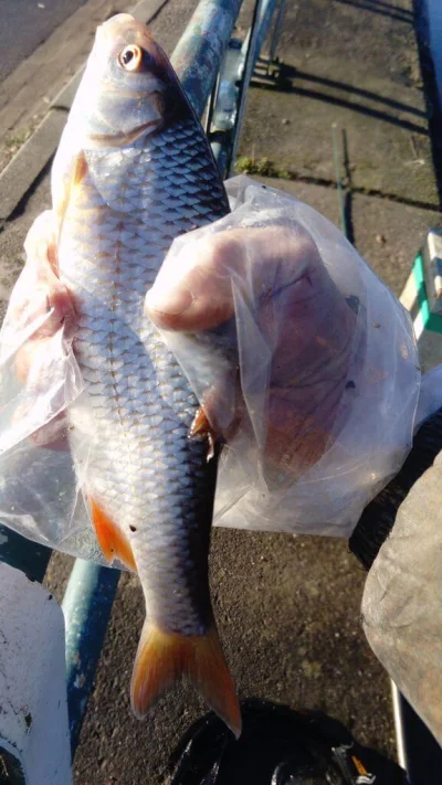 Exceptionnel gardon de 34 cm à la pêche à la perle