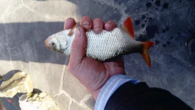 Superbe gardon de 28 cm à la pêche à la perle