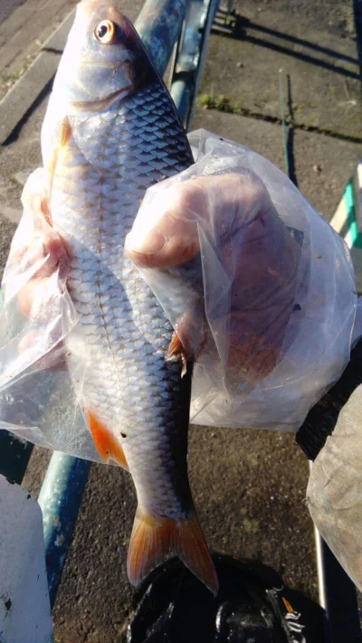 Exceptionnel gardon de 34 cm à la pêche à la perle