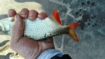 Superbe gardon de 28 cm à la pêche à la perle