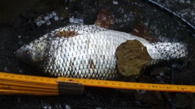 Exceptionnel gardon de 29 cm à la pêche à la perle