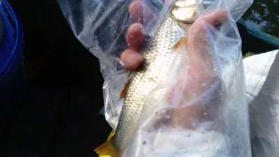 Magnifique gardon de 26 cm à la pêche à la perle