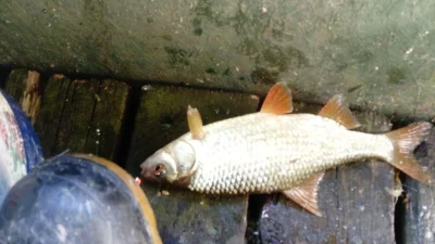 Magnifique gardon de 26 cm à la pêche à la perle