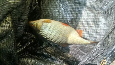 Magnifique gardon de 26 cm à la pêche à la perle