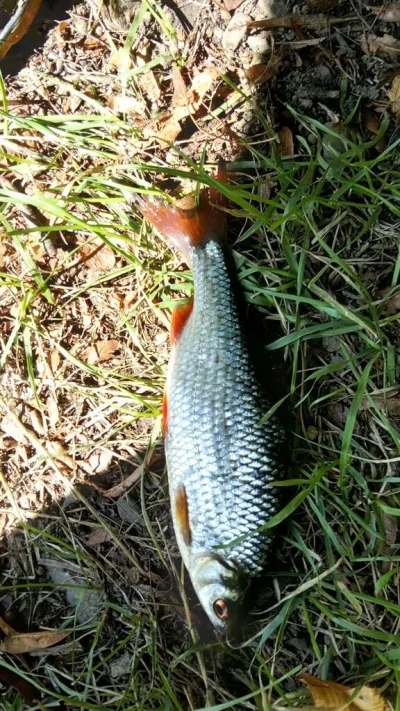 Magnifique gardon de 26 cm à la pêche à la perle