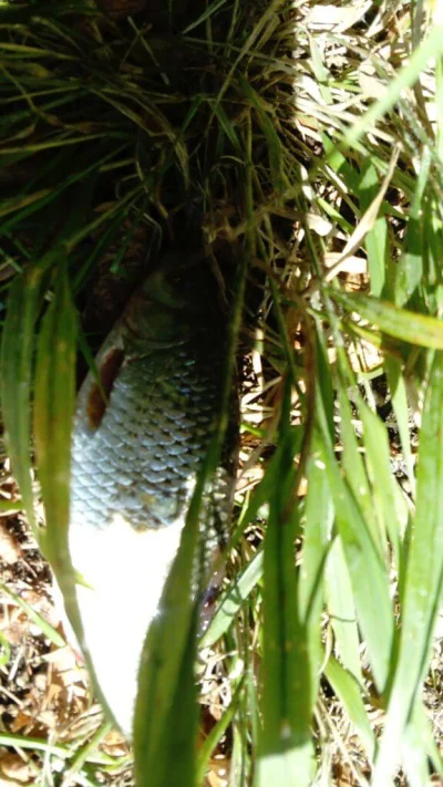 Magnifique gardon de 26 cm à la pêche à la perle