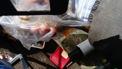 Exceptionnel gardon de 30 cm à la pêche à la perle