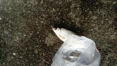 Gardon de pêche à la perle