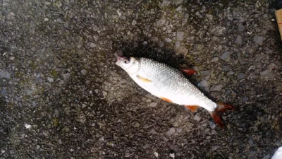 Gardon de pêche à la perle