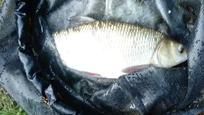 Exceptionnel gardon de 36 cm à la pêche à la perle
