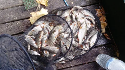 Monstrueuse bourriche gardon de pêche à la perle