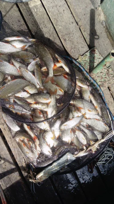 Fabuleuse bourriche gardon de pêche à la perle