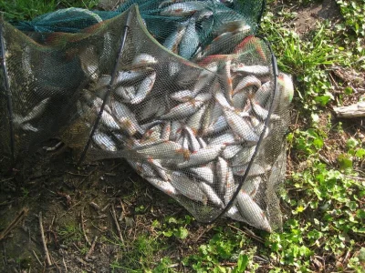 superbe bourriche de gardons pour cette histoire magique de pêche