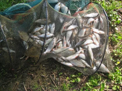 Méga bourriche de gardons