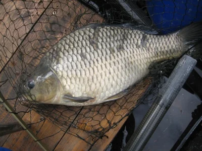 Résultat de la patience de la pêche à la perle ,beau carassin à la perle