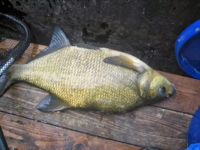 Très belle brème pêche à la perle