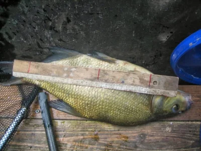 Brème de 42 cm pêche à la perle