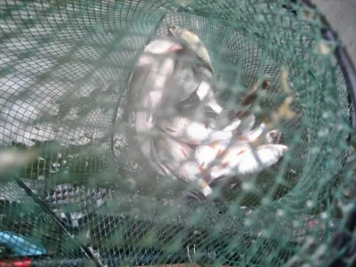 Petite bourriche capricieuse de gardon lors de la pêche à la perle