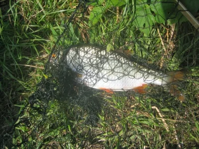 Exceptionnel gardon de 28 cm à la pêche à la perle
