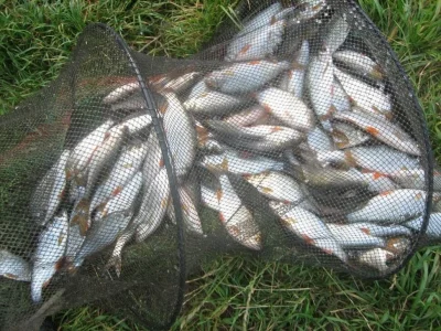 extraordinaire bourriche gardon de pêche à la perle