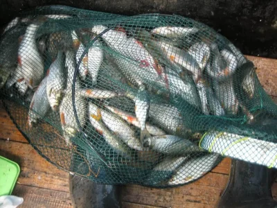 bourriche de la pêche à la perle
