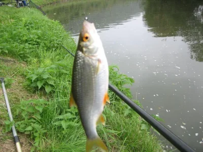 Superbe gardon de 22 cm à la pêche à la perle