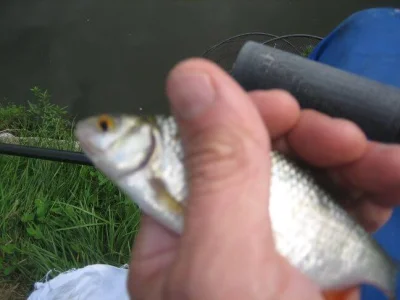 Gardon de pêche à la perle