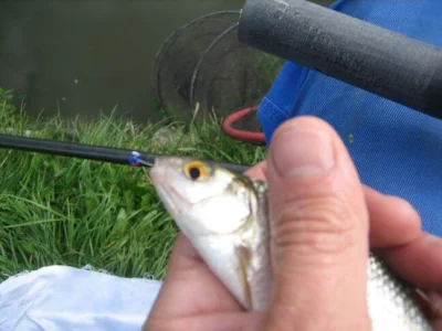 Beau gardon de pêche à la perle