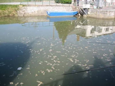 Sambre et la pêche à la perle