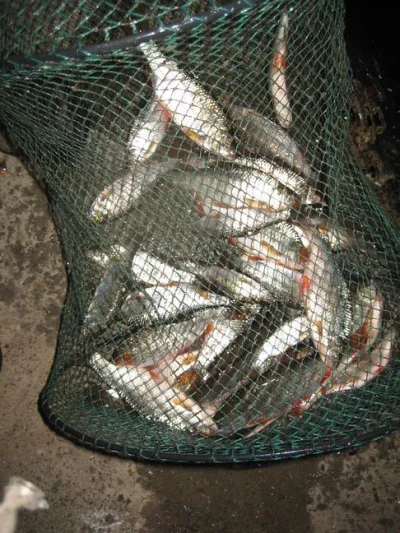 bourriche de la pêche à la perle
