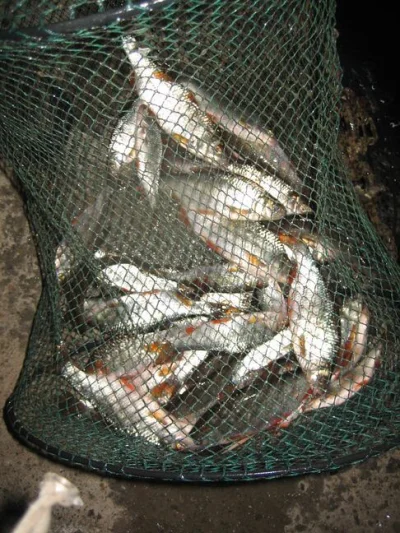bourriche de la pêche à la perle