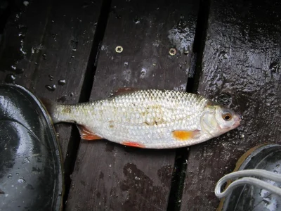 Gardon de 26 cm à la pêche à la perle