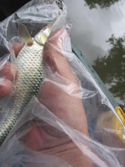 Gardon de 26 cm à la pêche à la perle