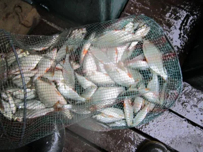 L'importance de ma plombée lors de la pêche à la perle