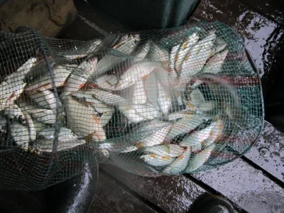 bourriche de la pêche à la perle