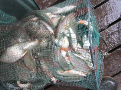 bourriche de la pêche à la perle