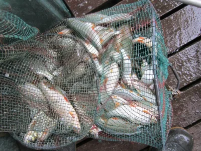 bourriche de la pêche à la perle