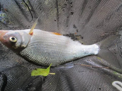 Magnifique brème de pêche à la perle