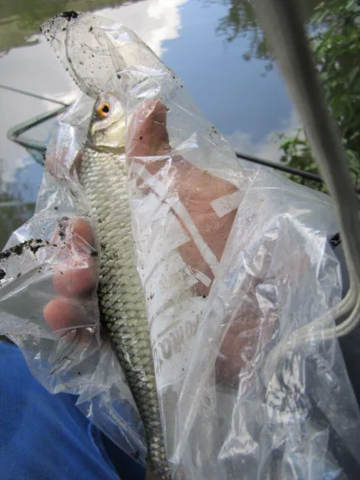 Gardon de 26 cm à la pêche à la perle