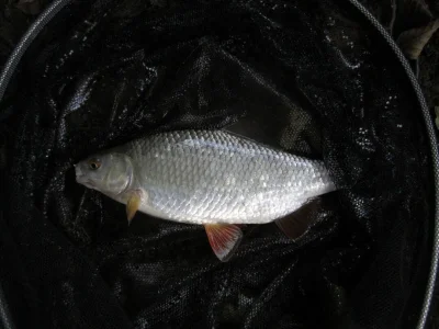 Gardon de 28 cm à la pêche à la perle