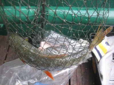 Superbe gardon de 36 cm à la pêche à la perle