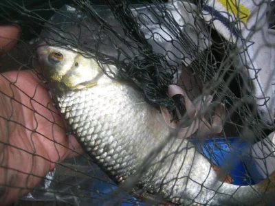 Magnifique gardon de 32 cm à la pêche à la perle