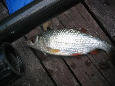 Magnifique gardon de 30 cm à la pêche à la perle