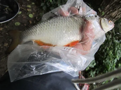 Gardon de 26 cm à la pêche à la perle