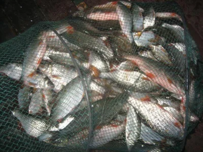 Immense bourriche avec deux techniques pour la pêche à la perle en Sambre